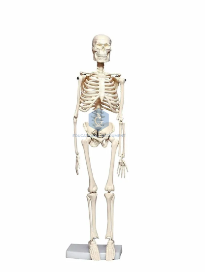 Human Skeleton Model
